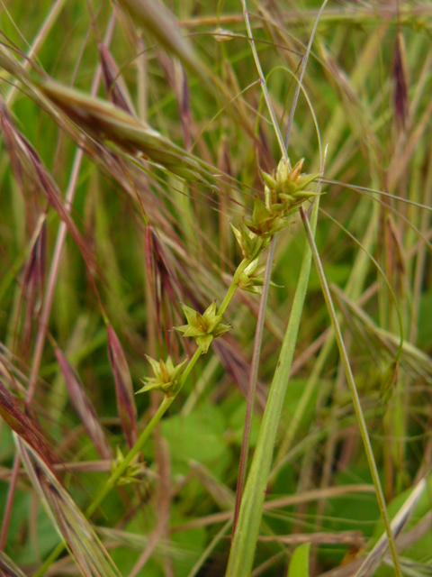 cyperacea e graminacea